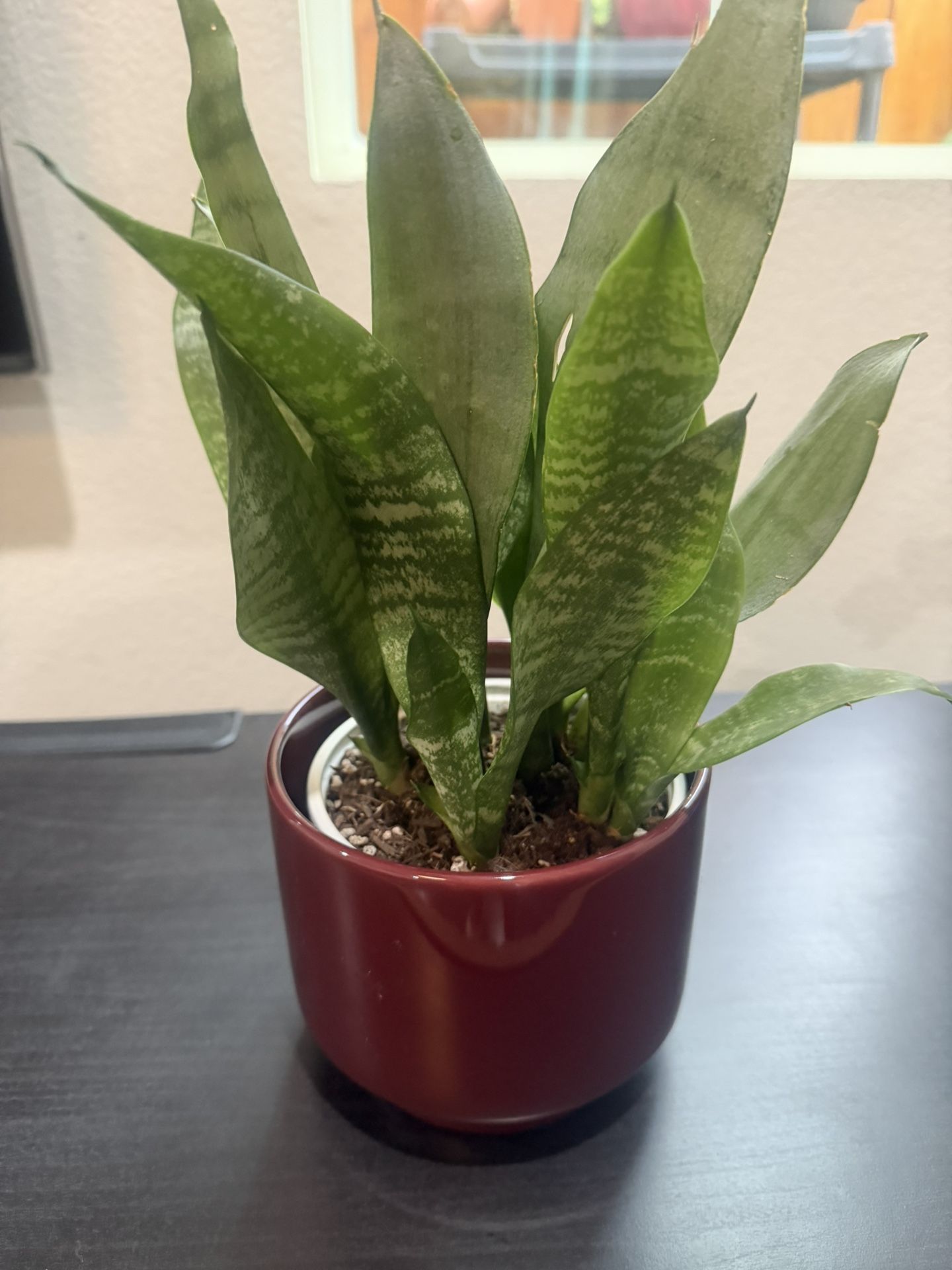 Snake Plant