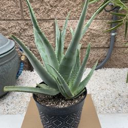 Aloe Vera Plant