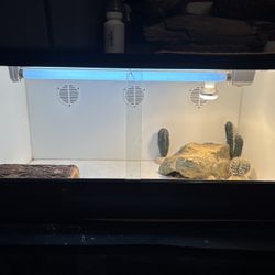Bearded Dragon Tank