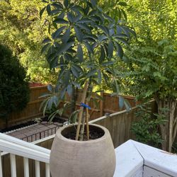 Gorgeous Umbrella Plant 
