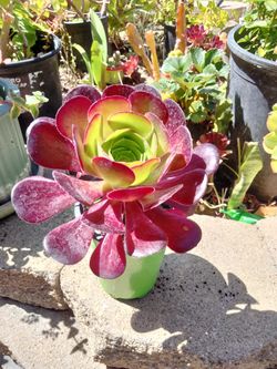 Succulent