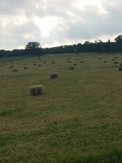 Costal hay