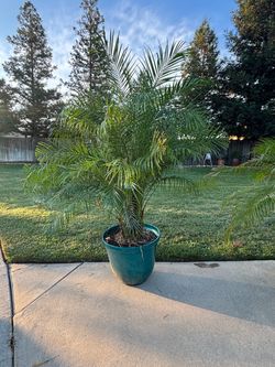 Pygmy Palm Trees