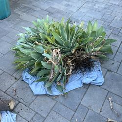 Foxtail Agave Attenuata All Different Sizes