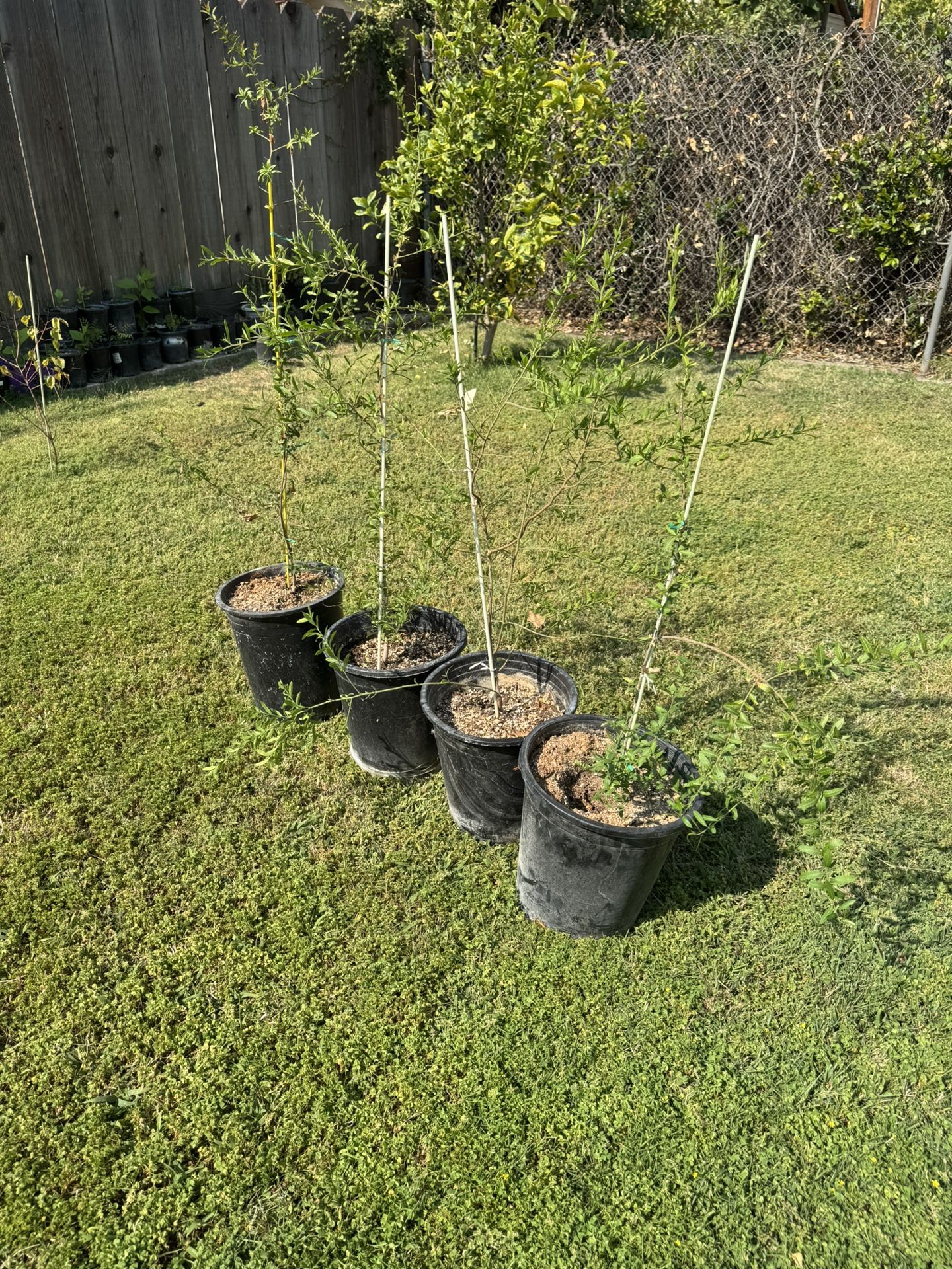 Plants