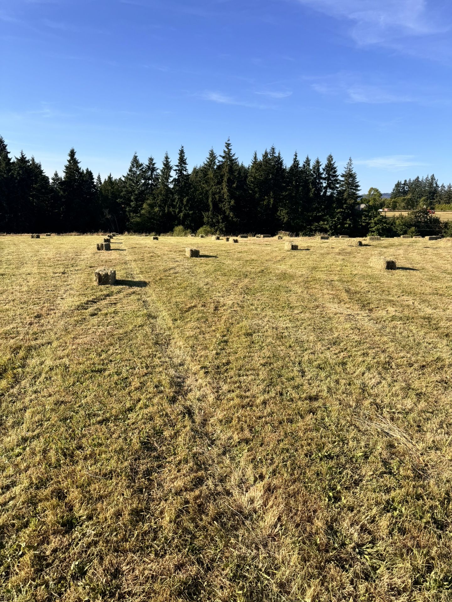 Fresh Cut Hay Available Now 