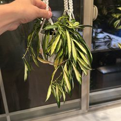 Hoya Plant With Pot And Hanger