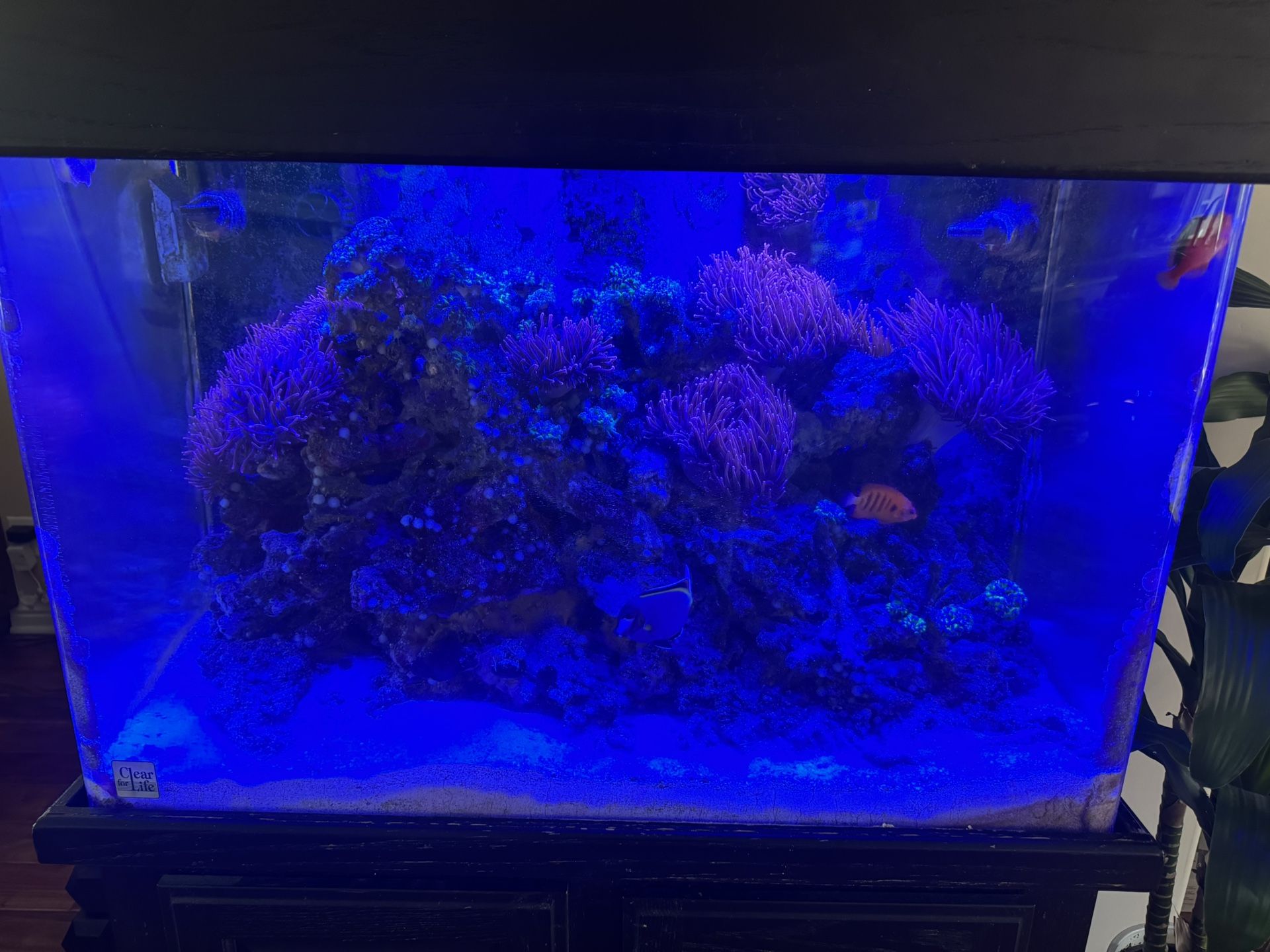 65 Gallon Acryllic Fish Tank, Stand And High End Accessories
