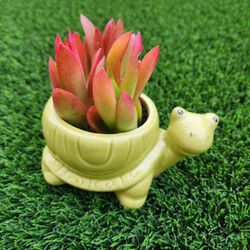 Small Turtle Pot With Crassula Succulent
