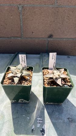 ariocarpus retusus scheidw