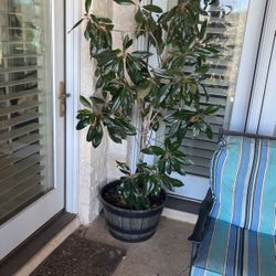 Potted Magnolia trees