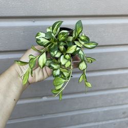 4” Variegated Hoya Heuschkeliana