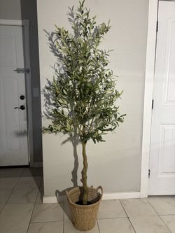 6ft Olive Tree With Basket 