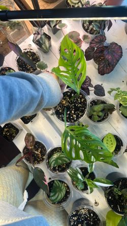 All Hand Raised House Plants $10
