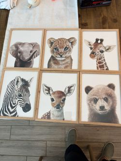 6 Baby Animal Pictures In Frames