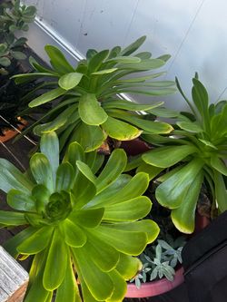 Assorted plants