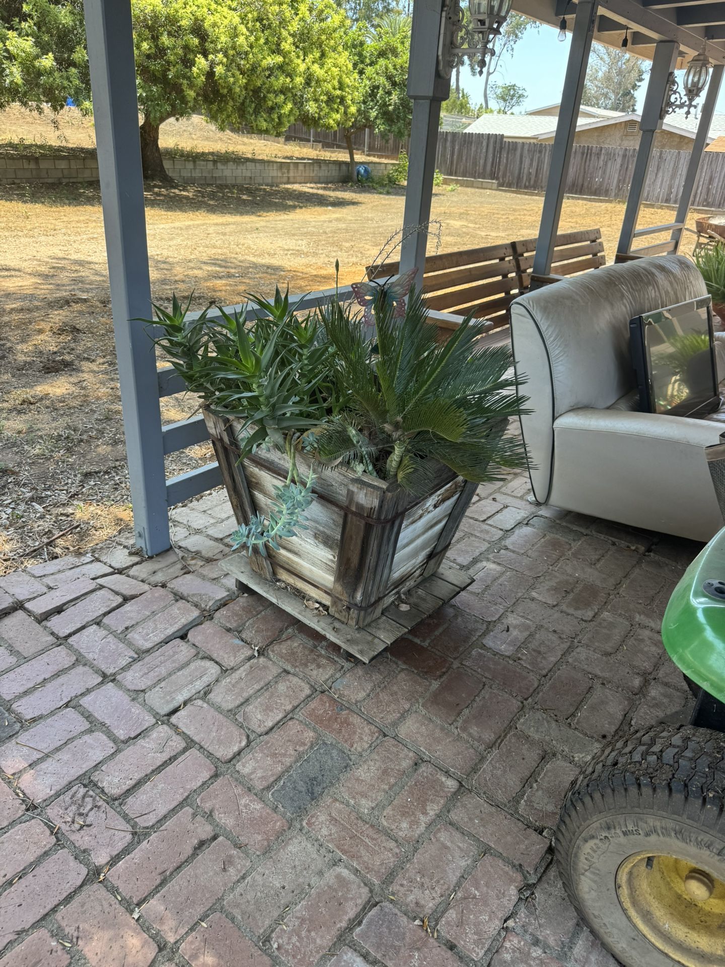 Sego Palm