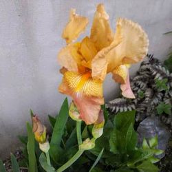 Lovely Golden Iris Perennial Plants 