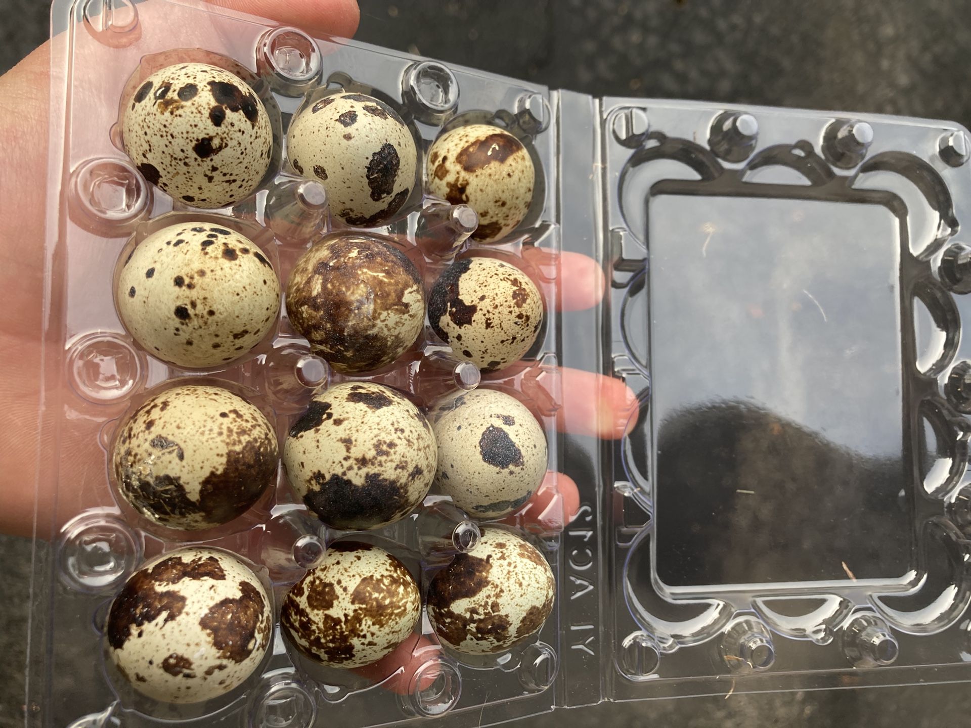 Selling quail hatching eggs, $10 a dozen please read description