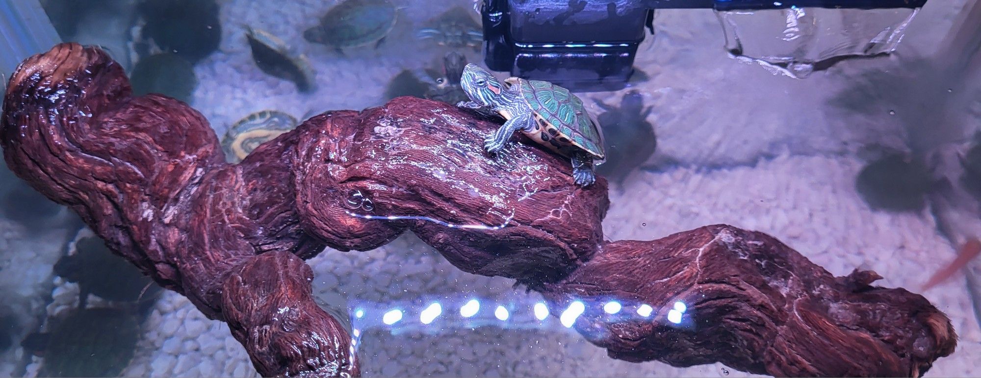 aquarium carriers plus critter