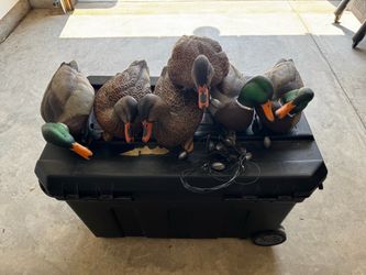 Duck Hunting Decoy Lot – 8 Decoys + Weights & Lines