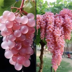 Japanese Koshu Grape Vine
