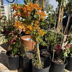 BEAUTIFUL ORANGE BOUGAINVILLEA – TALL & BLOOMING! 🧡