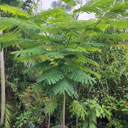 8 Foot Fire Tree In Pot 