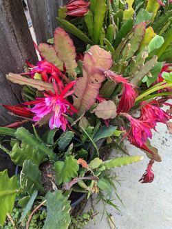 Cactus Cuttings For Sale