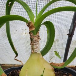 Ornamental ONION PLANT Rare