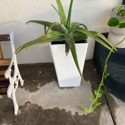 Aloe vera plants