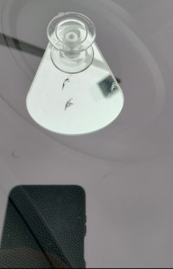 Windshield