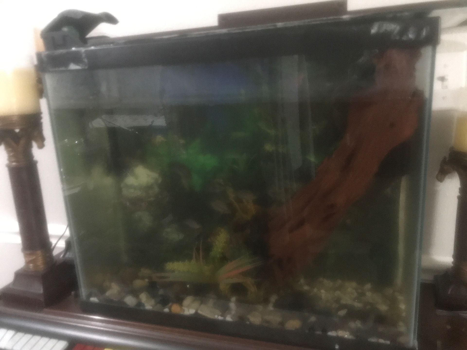 50 gallon aquarium, accessories, mini parrot fish (8), 2 filters, everything is perfect