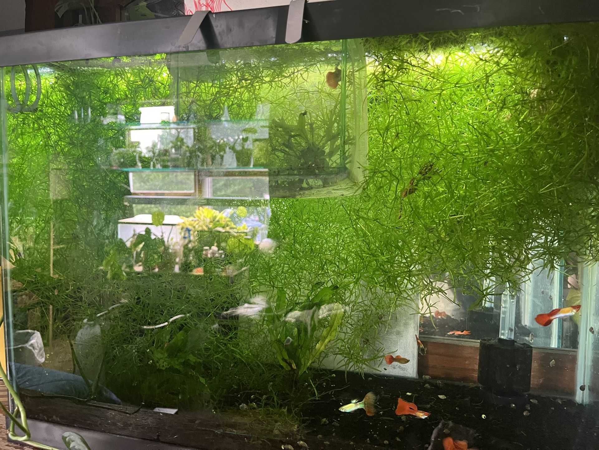 Guppy Grass For Sale
