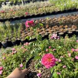 Rosa ‘Pink Carpet’ (Pink Carpet Rose) — 1G — $4 