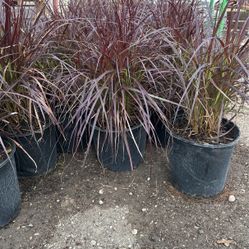 Purple Fountain Grass 3 gallons
