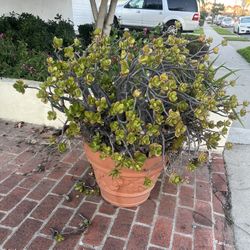 Terra Cotta Planter With Jade Plant
