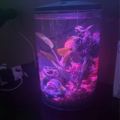 Multicolor 5 Gallon Fish Tank 