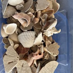 5 Lbs Of Bag If Sea Shells