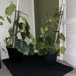 Monstera (Swiss Cheese) Plants For Trade.