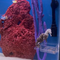 Aquarium (sea Horse Decorations)