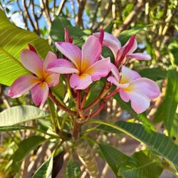 Pink/ Multicolor Plumeria 5g Pot