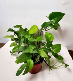 Plants Bundle