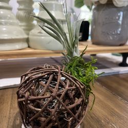 Succulent Plant Ornament Decoration