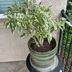 Variegated Brugmansia In Nice Pot