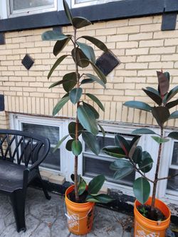 Rubber Tree 7ft tall