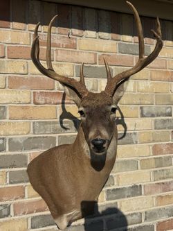 Whitetail Deer Trophy Shoulder Mount Buck Head