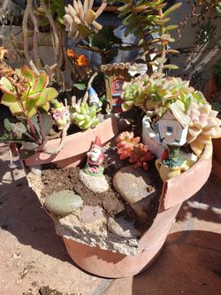 Succulent arrangements