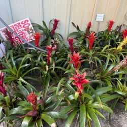 BROMELIADS 