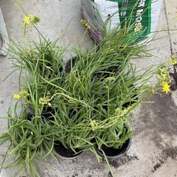 Landscape Succulents 